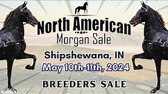 Breeders Sale - 2024 North American Morgan Sale