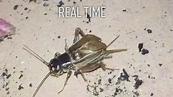 #crickets #insect #chirp #stridulation #slowmotion YouTube TheRealImpertinent #science
