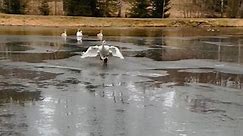 'Snowkiting!' - Excited swan showcases his epic braking skills while greeting favorite human