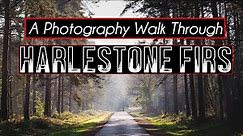 A Photography Walk Through Harlestone Firs