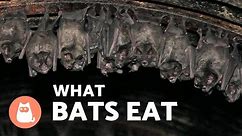 WHAT DO BATS EAT? 🦇 Type of BAT According to FOOD