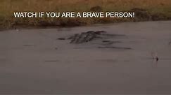 CROCODILE ATTACKS ON PEOPLE CAUGHT ON CAMERA! CROCODILE drags MAN from river bank into the water!