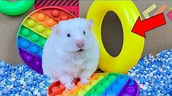 🐹 World's Largest Hamster Escapes the Pool Maze for Pets 🐹 Obstacle Course