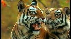 Tiger im indischen Dschungel - NDR 1995 (Tierfilm)