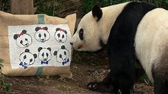 Giant Panda Bai Yun's Birthday Bash