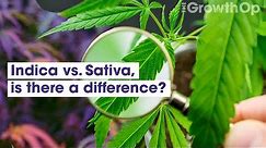 Indica vs. Sativa – is there a difference? | Weed Easy