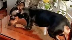 Funniest Dog and Cat Videos You'll Ever See #funny #funnycatanddog