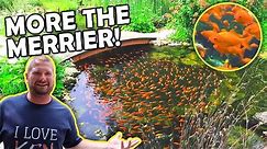 Look At All the *GOLDFISH* in This POND!