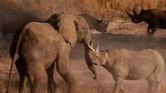 Wild Animals: Elephant Fights Rhino
