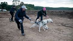 The Australian sled dogs keeping tradition alive