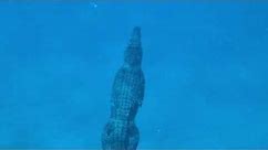 Freediver Unknowingly Takes Swim With Saltwater Crocodile