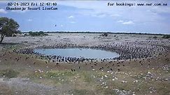 Okaukuejo Resort, Wildlife Waterhole: Live camera stream in the Etosha National Park in Namibia