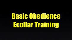 Basic Obedience E-Collar Training with Robin MacFarlane