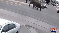 Spooked elephant escapes circus and thunders through traffic in Montana, video shows