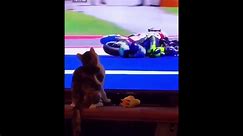 Best Funny Animal Videos Of The 2023 Funniest Cats And Dogs Videos