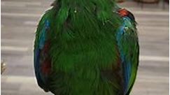 Good morning from our male Eclectus! This little guy is still handfeeding and has some more feather growing to do. Come and see him today! We're open until 8pm. 😊 For pricing and more info please call us at 856-764-2473 or visit thebirdstore.com. #toddmarcusbirdsexotic #parrotsoffacebook #eclectus #eclectusparrot #birds #parrots #birdsoffacebook #exoticbirds #birdsexotic #babyparrots | Todd Marcus Birds Exotic