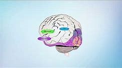 The human brain in depth: how we see in 3D