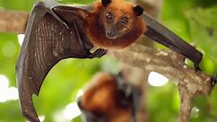 5 reasons why bats are the best