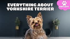 Yorkshire Terrier Dogs 101 Everything You Need To Know Is It the Right Dog for You | Dog Facts