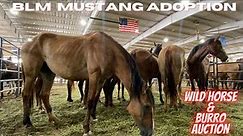 BLM Wild Mustang & Burro Adoption & Auction: Bring Home Your Own Wild Horse -Looking New Project