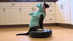 Shark-Cat: Meet the Roomba-riding Internet sensation