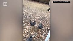 Owner freaks out when all her chickens freeze simultaneously