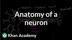 Anatomy of a neuron