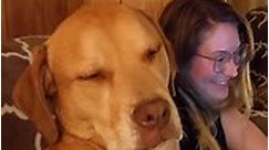 Hilariously Tired Dog Tries Not To Fall Asleep