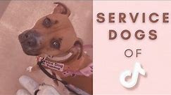 Adorable Service Dogs Of TikTok 🦮