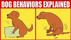 How To Understand Your Dog Better: 10 Dog Behaviors Explained