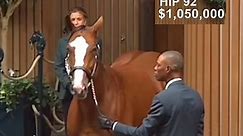 $2,300,000 💰 #auction #auctioneer INTO MISCHIEF o/o DELIGHTFUL JOY #auctionhorse #horseracing #horses #caballos