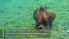 Watch how this octopus moves and captures prey