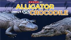 Alligator VS Crocodile | How to Identify Them?