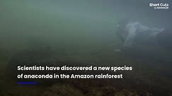 World's largest snake species discovered in the Amazon