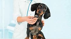 Pulmonary Hypertension in Dogs