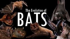 BATS, the Evolution of flying mammals