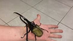 Largest beetle in the world flies !