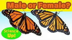 Monarch Q & A: How to tell a male from a female monarch butterfly (or "boy" from "girl")