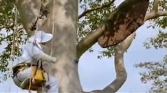 Giant Honey Bees | Life in the Undergrowth | BBC Studios