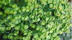 Controlling Euphorbia - Gardening Australia