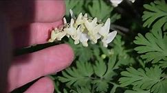 How to Identify Dutchman's Breeches - Dicentra cucullaria
