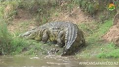 Large Nile Crocodile - Masai Mara River - Wild Africa