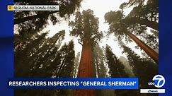 Researchers inspecting General Sherman largest known living tree on Earth