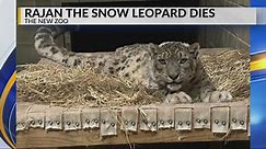 NEW Zoo's Rajan the snow leopard humanely euthanized following battle with kidney disease