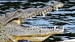 An American Crocodile laying her Eggs!