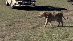 Lion vs xxl pitbull 😱 who wins ? #fyp #foryou #foryoupage #pitbull #pitbulllove #dogsoftiktok #xxlpitbull #dogs #lion #animals #animalsurvival #animalsoftiktok #americanbully #canecorso #kangal #viral #edit #xxxtantacion #dogvideo #wildanimal #lions