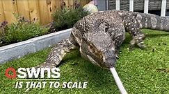 Meet Rex - the 18kg monitor lizard who lives with family-of-four and even goes out for walks | SWNS