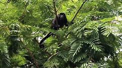 Howler Monkeys in Guanacaste, Costa Rica