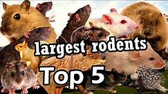 Top 5 largest rodent species in the world