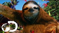 The Most HEARTBREAKING Sloth Bromance | Meet The Sloths